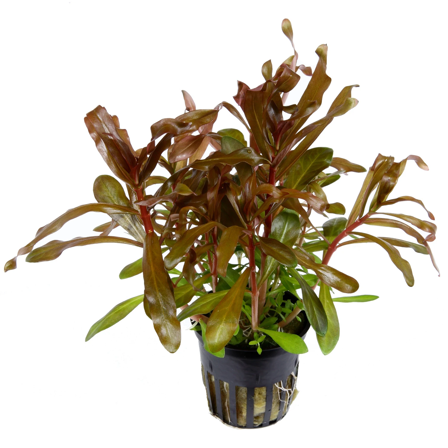 MUTTERPFLANZE Dickstängelige Nesaea / Nesaea Crassicaulis Im Topf – Bild 2