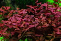 Kleine Tiefrote Ludwigie / Ludwigia Sp. Super Red - Super Rot