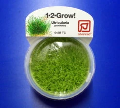1-2-GROW! Kleiner Fleischfressender Wasserschlauch / Utricularia Graminifolia Von TROPICA