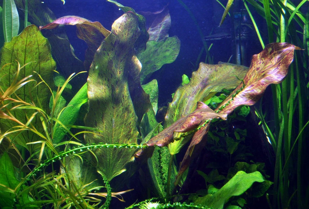 MUTTERPFLANZE Rot Getüpfelte Schwertpflanze / Echinodorus Ozelot (rot)