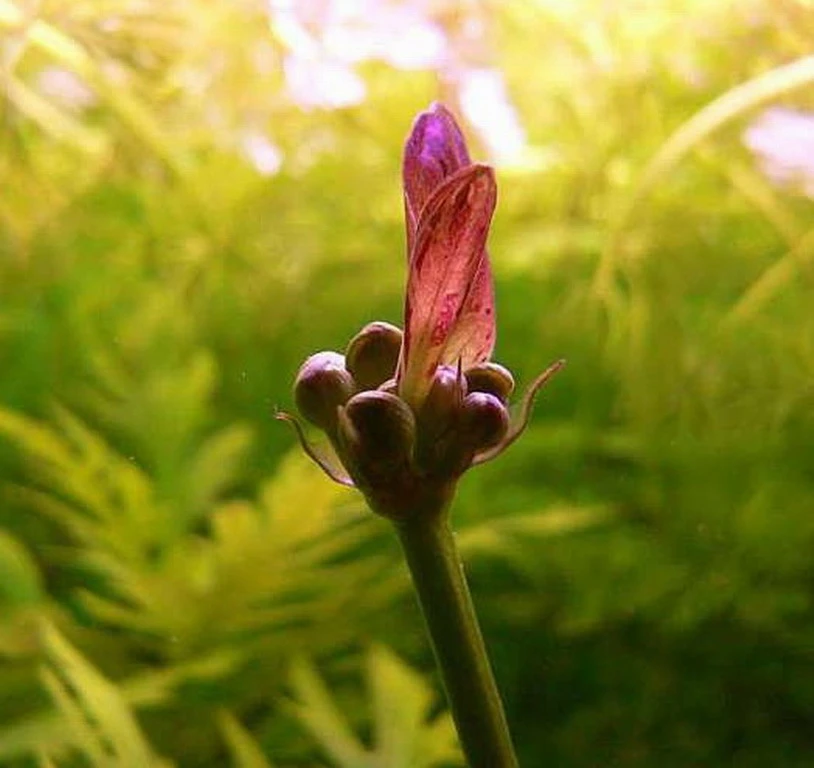 MUTTERPFLANZE Rot Getüpfelte Schwertpflanze / Echinodorus Ozelot (rot) – Bild 2