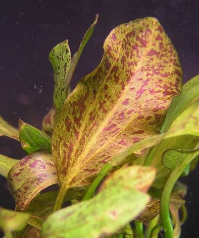 MUTTERPFLANZE Rot Getüpfelte Schwertpflanze / Echinodorus Ozelot (rot) – Bild 4