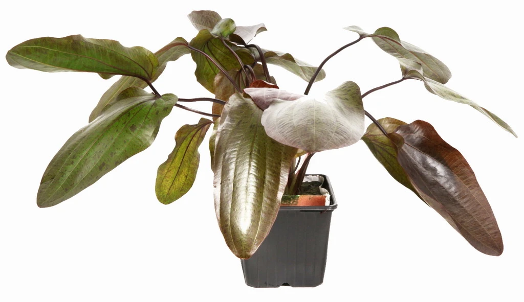 MUTTERPFLANZE Rot Getüpfelte Schwertpflanze / Echinodorus Ozelot (rot) – Bild 5