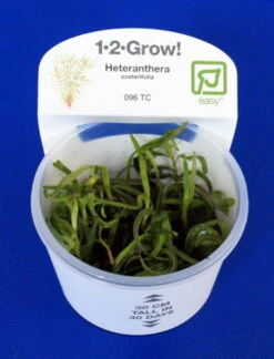 1-2-GROW! Trugkölbchen / Heteranthera Zosterifolia Von TROPICA
