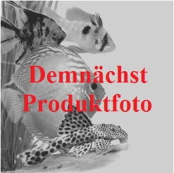 In-Vitro Regenschirmsimse - Regenschirmpflanze / Eleocharis Vivipara