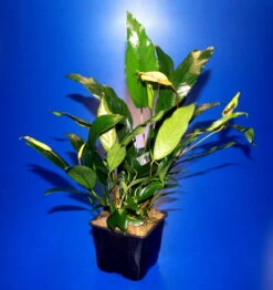 MUTTERPFLANZE Kleines Speerblatt / Anubias Barteri Var. Glabra - Minima