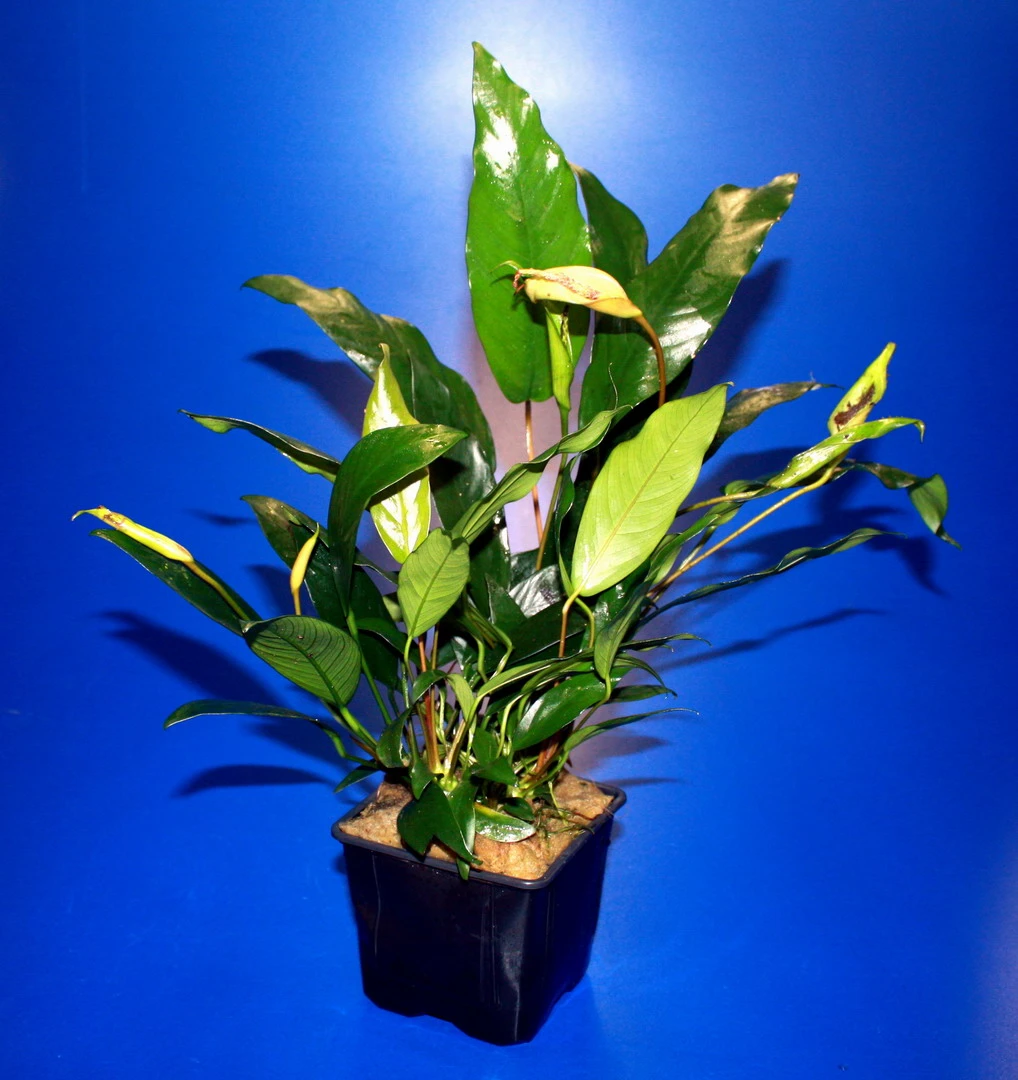 MUTTERPFLANZE Kleines Speerblatt / Anubias Barteri Var. Glabra - Minima