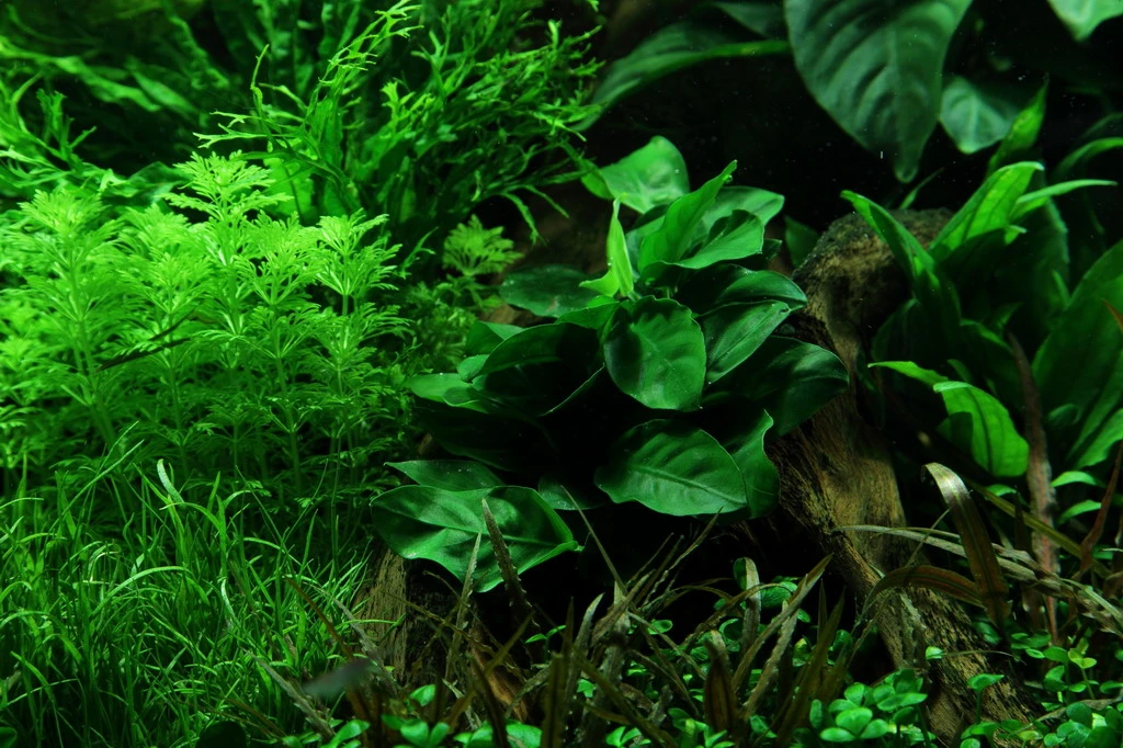 Wurzel+Saugnapf Mit Zwergspeerblatt / Anubias Nana Auf Wurzel+Sauger