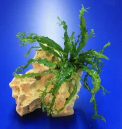 Lochstein Gr. S Mit Windelov Javafarn / Microsorum Windelov Auf Künstlichem Mondstein