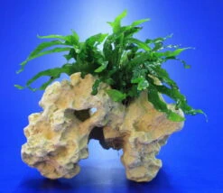 Lochstein Gr. M Mit Javafarn / Microsorum Pteropus Narrow Auf Künstlichem Mondstein