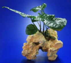 Lochstein Gr. M Mit Großer Anubias / Anubias Barteri Auf Künstlichem Mondstein