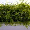 Trauermoos Als Matte 80 X 50 Mm / Vesicularia Ferriei Weeping Moss, Moos