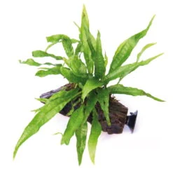 Wurzel+Saugnapf Mit Javafarn / Microsorum Pteropus Auf Wurzel+Sauger