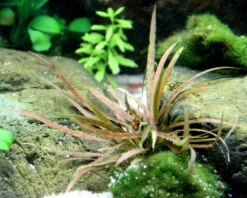 Weißblühender Wasserkelch / Cryptocoryne Albida 'Brown'