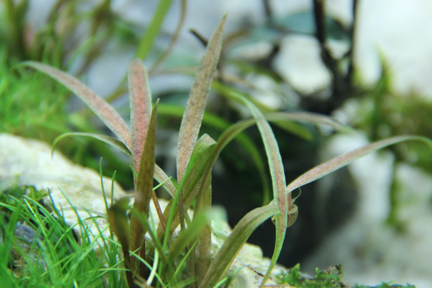Weißblühender Wasserkelch / Cryptocoryne Albida 'Brown' – Bild 2
