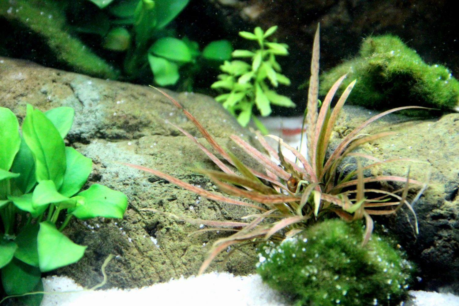Weißblühender Wasserkelch / Cryptocoryne Albida 'Brown' – Bild 3