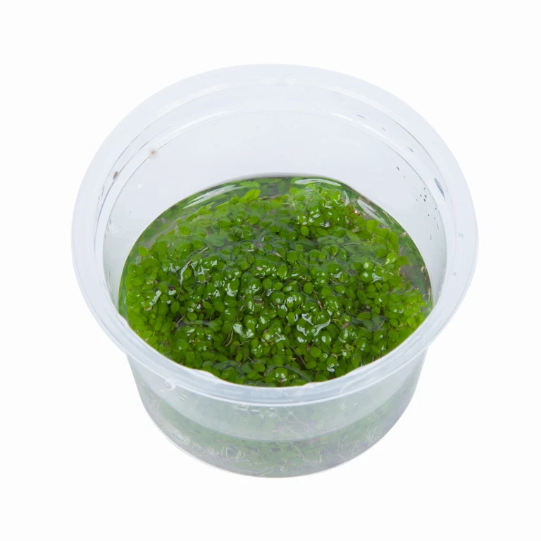 1-2-GROW! Wasserpfeffer / Elatine Hydropiper – Bild 2