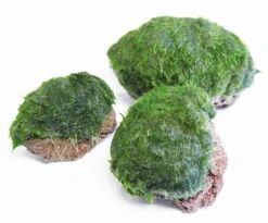 Aegagropila Scape Rock