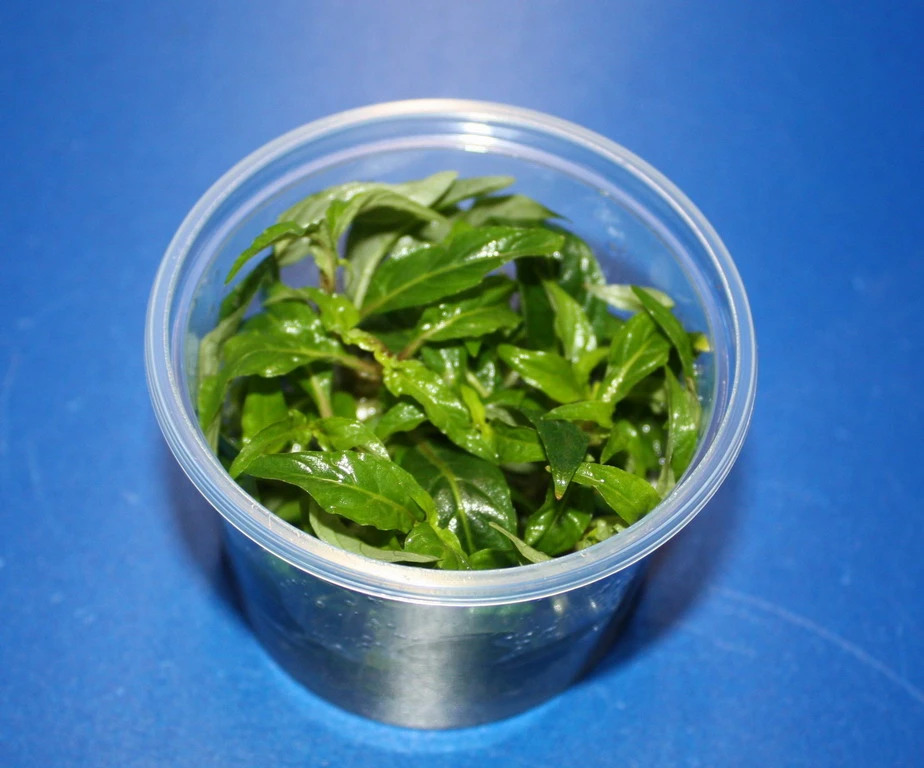 In-Vitro Staurogyne Spec. 'Porto Velho'