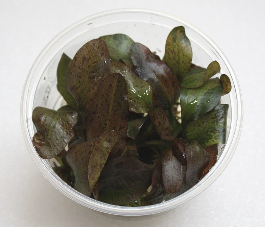 XL In-Vitro Rot Geflammte Schwertpflanze / Echinodorus Red Flame