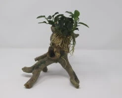 Kriechende Anubias Stelzwurzel - Mit Anubias Nana 'paxing'