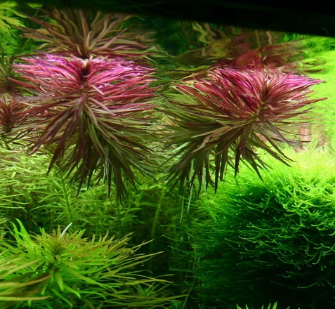 XL In-Vitro Aromatischer Sumpffreund / Limnophila Aromatica - Aromaticoides