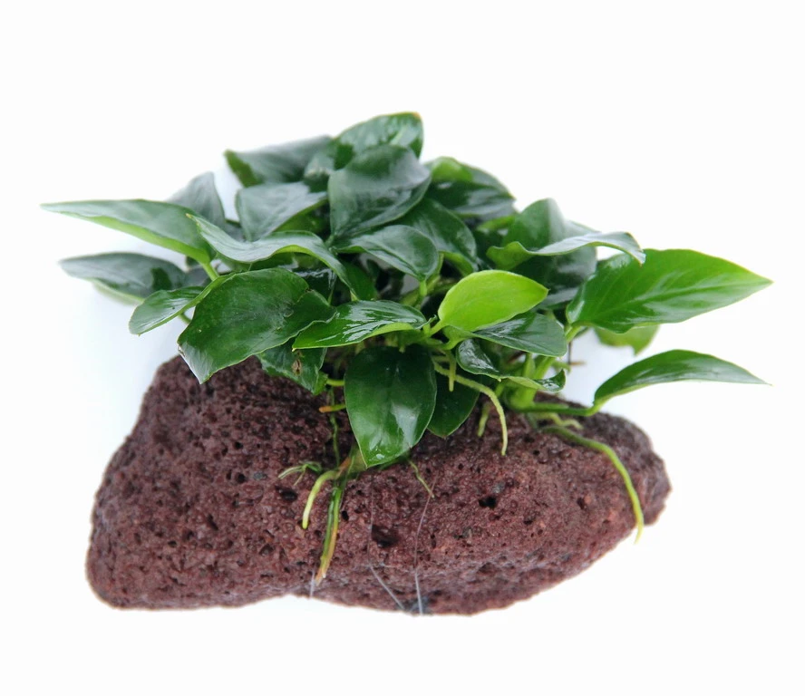 Lavastein Mit Zwergspeerblatt / Anubias Bart. Var. Nana Auf Lavastein – Bild 3