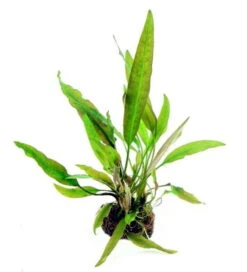 In-Vitro Riesen-Wasserkelch / Cryptocoryne Usteriana
