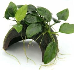 Coco Cave Mit Anubias Nana / Zwergspeerblatt Auf Kokosnuss-Höhle