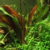 Dennerle Echinodorus ´Red Chamäleon´