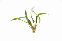 Gedrehter Wasserkelch / Cryptocoryne Retrospiralis