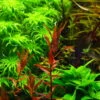 Dennerle Rotala Macrandra "Narrow Red"
