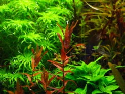 Dennerle Rotala Macrandra "Narrow Red"