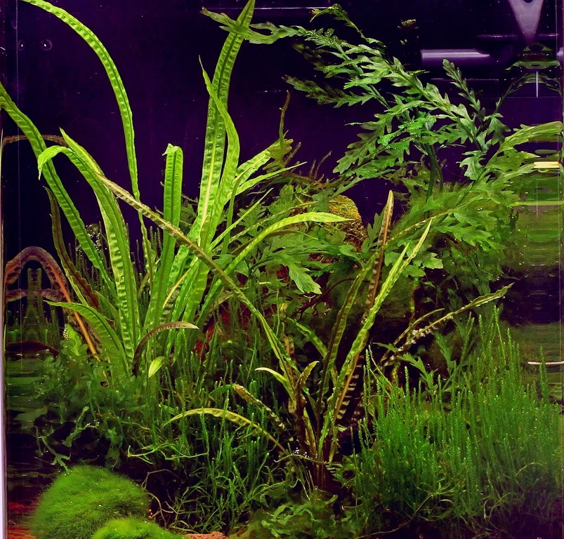 In-Vitro Grasblättrige Wasserkelch / Cryptocoryne Crispatula