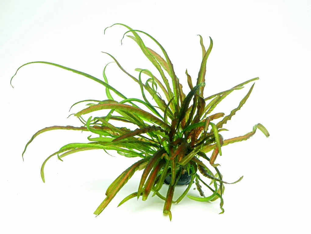 In-Vitro Grasblättrige Wasserkelch / Cryptocoryne Crispatula – Bild 2