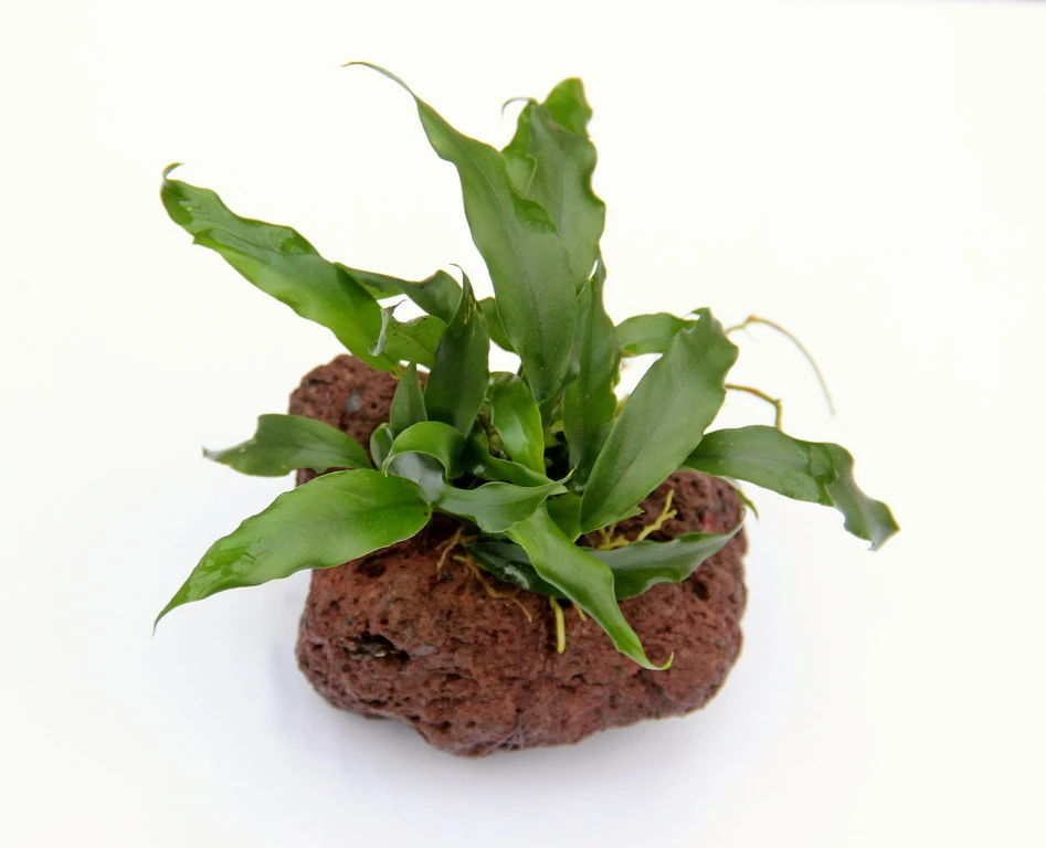 Lavastein Mit Kleines Speerblatt / Anubias Barteri Var. Glabra - Minima Auf Lavastein