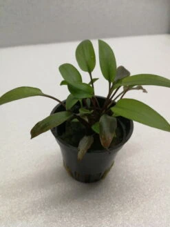 Grünblättriger Wasserkelch / Cryptocoryne 'Viridifolia'