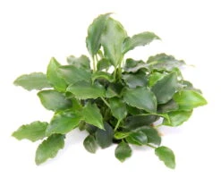 Schismatoglottis Prietori Im Topf