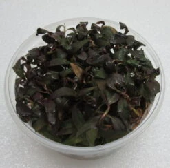 XL In-Vitro Dunkelroter Wasserknöterich / Persicaria Sp. 'Sao Paulo'