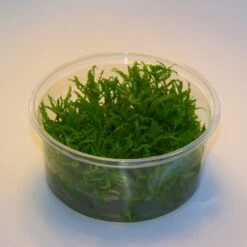 XL In-Vitro Kleiner Stern 'Daonoi' - Sternkraut / Pogostemon Helferi