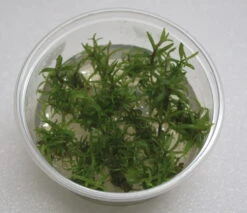 XL In-Vitro Pogostemon Yatabeanus (Eusteralis Yatabeana)