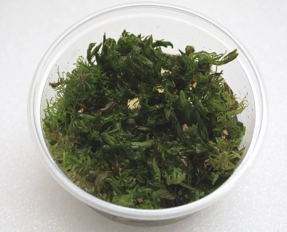XL In-Vitro Rotala Sp. "Vietnam"