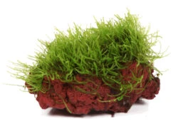 Java-Moos Auf Lavastein / Taxiphyllum Barbieri - Javamoos