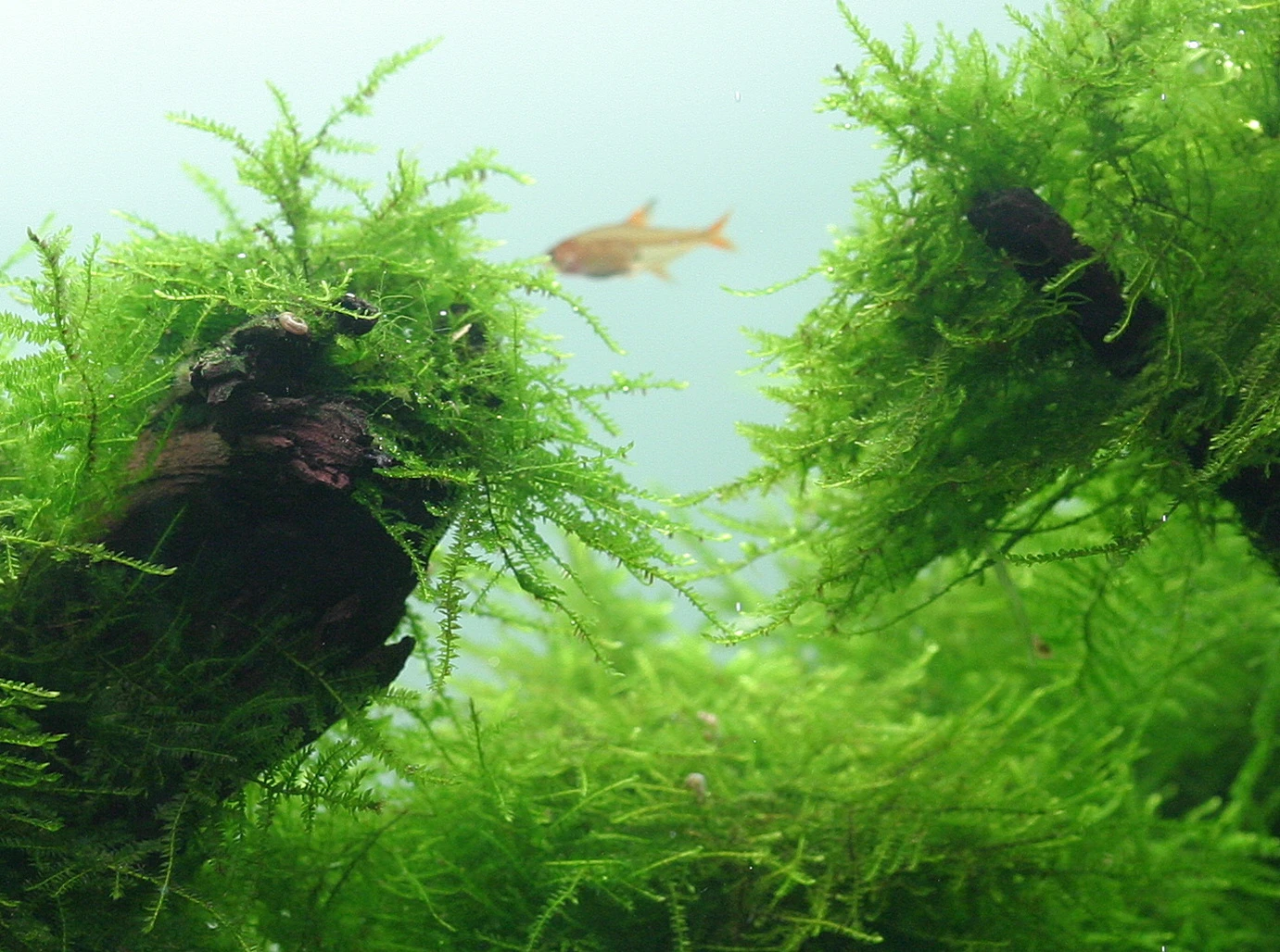 Java-Moos Auf Lavastein / Taxiphyllum Barbieri - Javamoos – Bild 2