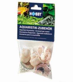 Hobby Sea Shell Set L - 5 Stk. - Natürliche Schneckenhäuser