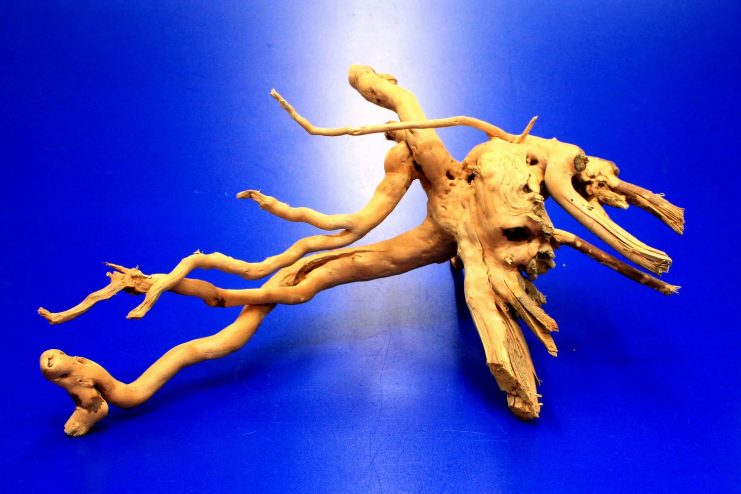 Moorwurzel/Moorkienholz, Gr. S Traumwurzel 20-30cm – Bild 5