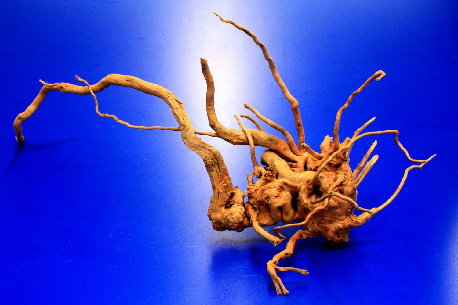 Moorwurzel/Moorkienholz, Gr. S Traumwurzel 20-30cm – Bild 2