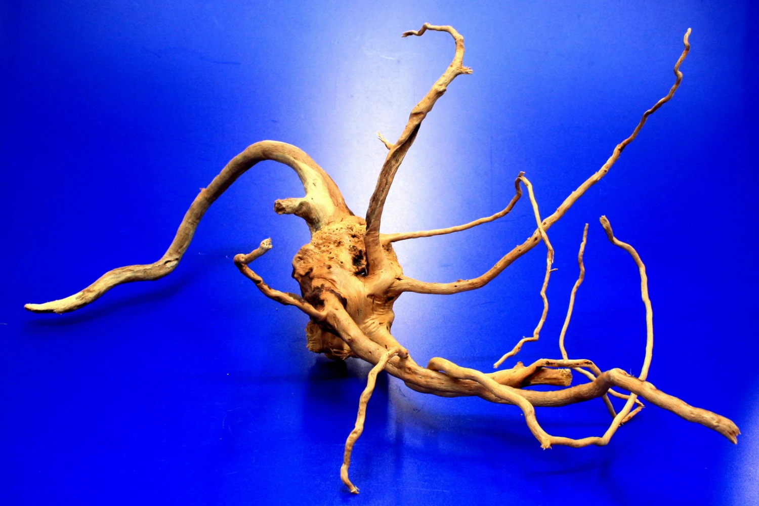 Moorwurzel/Moorkienholz, Gr. S Traumwurzel 20-30cm – Bild 3