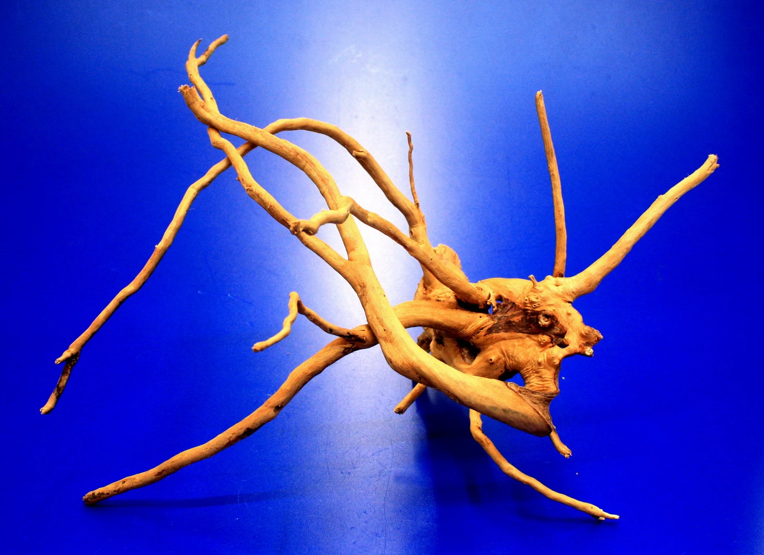 Moorwurzel/Moorkienholz, Gr. S Traumwurzel 20-30cm – Bild 4