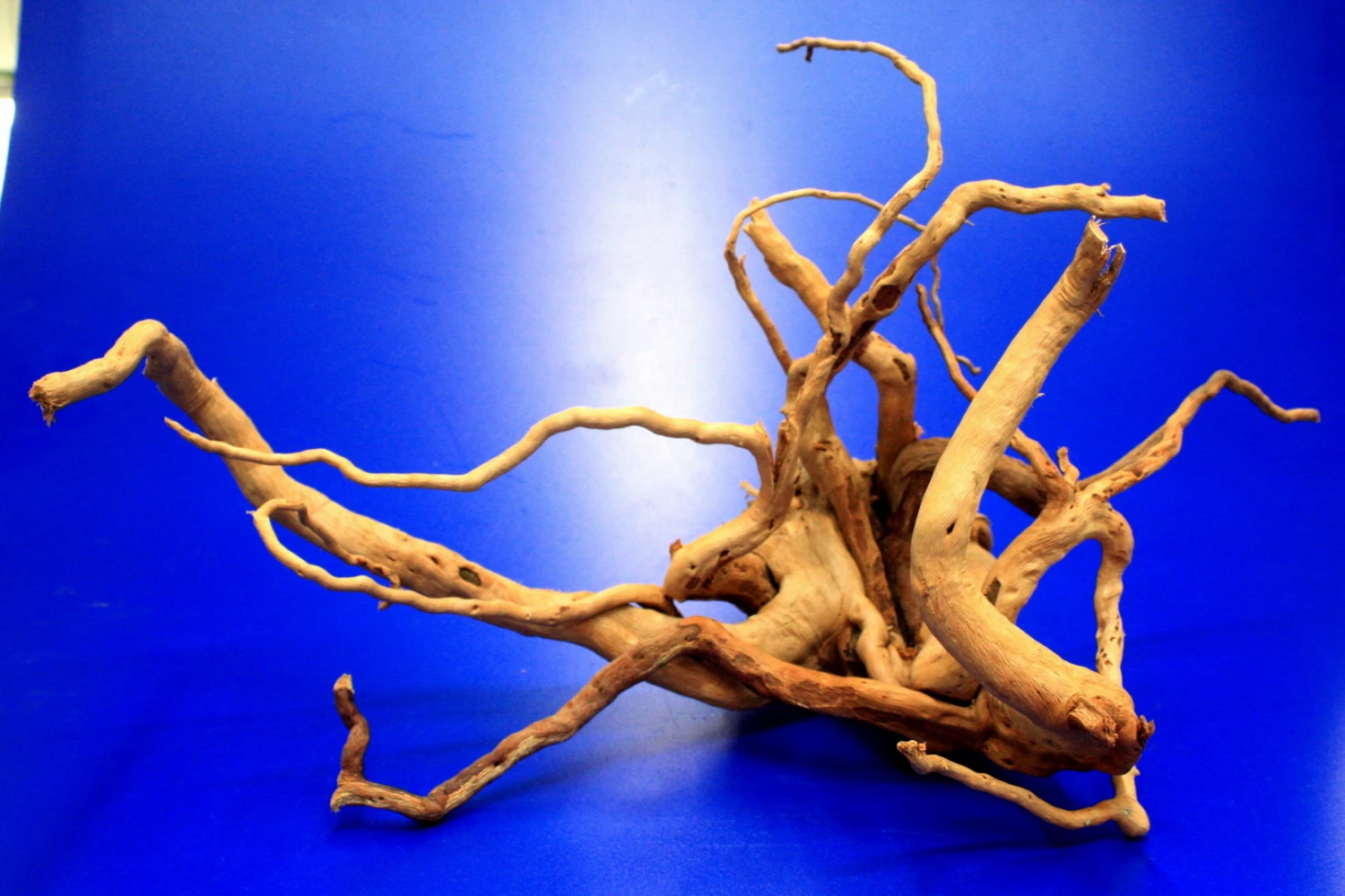 Moorwurzel/Moorkienholz, Gr. M Traumwurzel 30-40cm – Bild 5